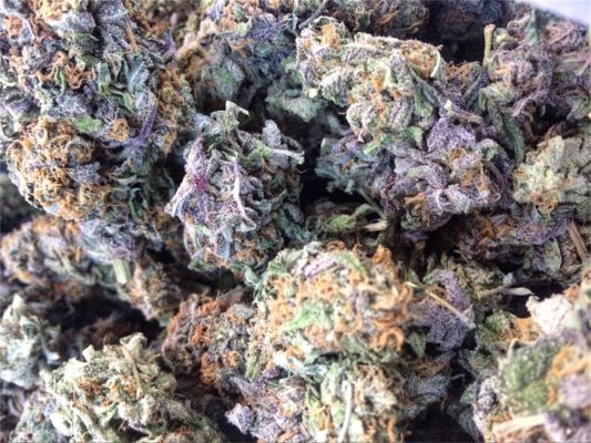 Purple Punch medical marijuana